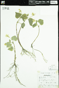 Viola pubescens image