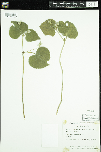 Viola pubescens image