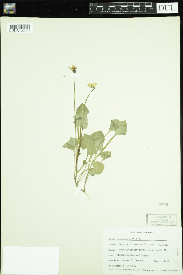 Viola pedunculata image