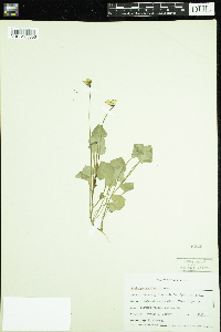 Thumbnail image of current specimen