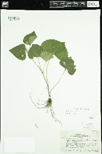 thumbnail image of current specimen