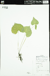 Viola pubescens image