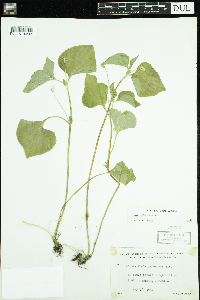 Viola pubescens image