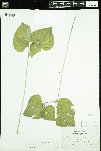 Viola pubescens image