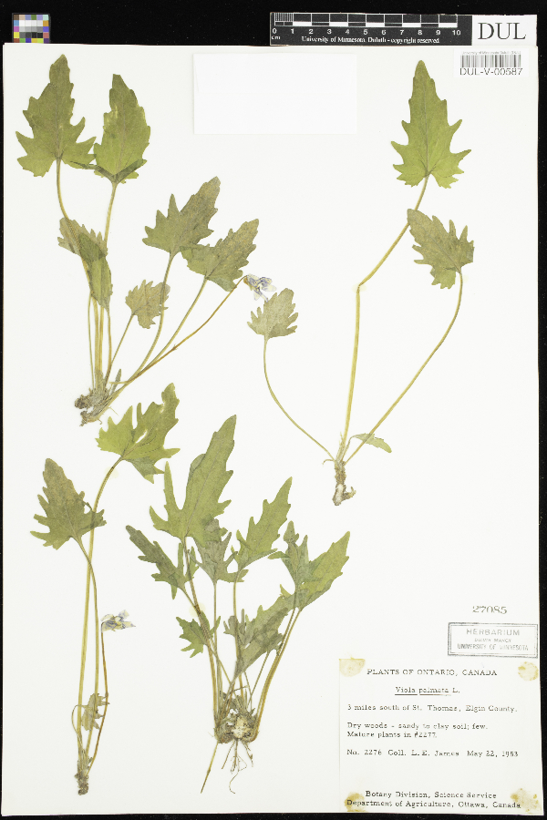 Viola palmata image