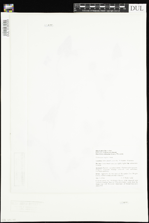 Viola novae-angliae image