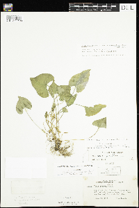 Viola novae-angliae image