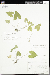 Viola novae-angliae image