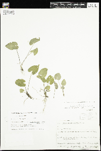 Viola novae-angliae image