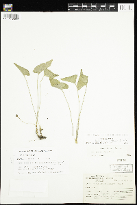 Viola novae-angliae image