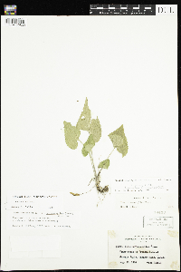 Viola novae-angliae image