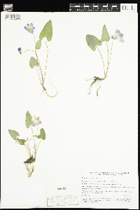 Viola novae-angliae image