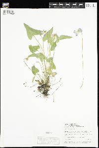 Viola novae-angliae image