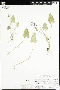 Viola novae-angliae image