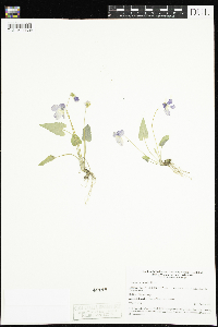 Viola novae-angliae image