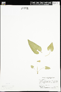 Viola novae-angliae image