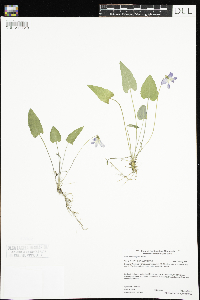 Viola novae-angliae image