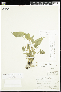 Viola novae-angliae image