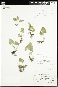 Viola novae-angliae image