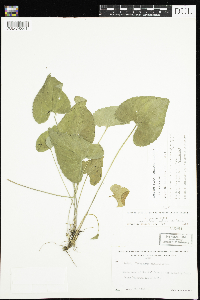 Viola novae-angliae image