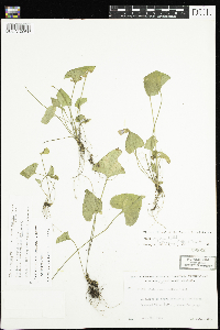 Viola novae-angliae image