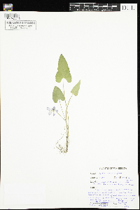 Viola novae-angliae image