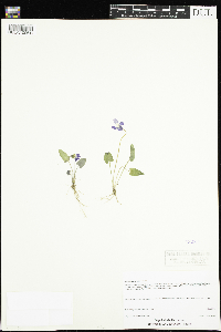 Viola novae-angliae image