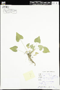 Viola novae-angliae image