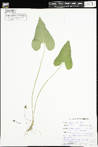 Viola novae-angliae image