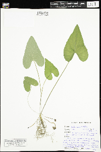 Viola novae-angliae image