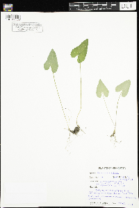 Viola novae-angliae image