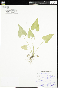 Viola novae-angliae image