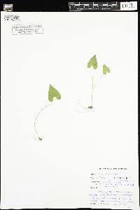 Viola novae-angliae image