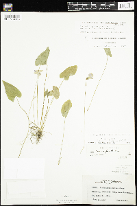 Viola novae-angliae image