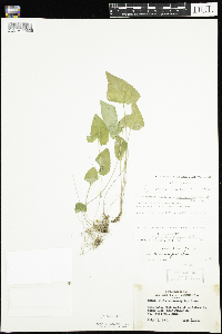 Viola novae-angliae image