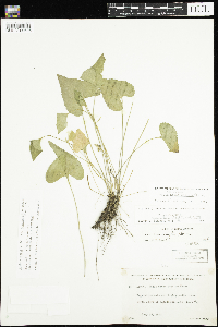 Viola novae-angliae image