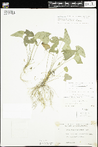 Viola novae-angliae image