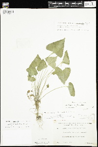 Viola novae-angliae image