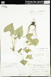 Viola novae-angliae image