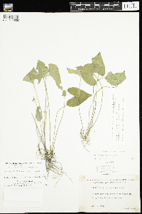 Viola novae-angliae image