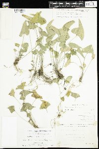 Viola novae-angliae image