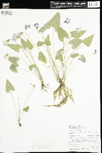 Viola novae-angliae image