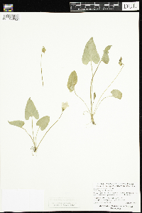 Viola novae-angliae image