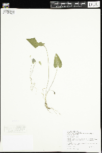 Viola novae-angliae image