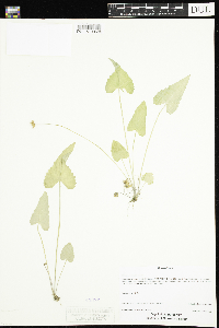 Viola novae-angliae image