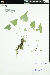 Viola novae-angliae image