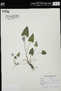 Viola novae-angliae image