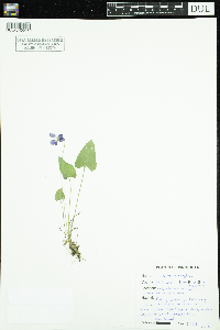 Viola novae-angliae image