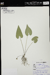 Viola novae-angliae image