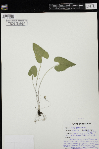 Viola novae-angliae image